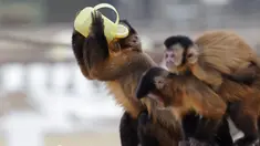 Seekor monyet capuchin meminum teh hangat di kebun binatang Debrecen, Budapest, Hungaria, Rabu (25/1). Pihak pengelola kebun binatang memberikan minuman hangat kepada para hewan untuk menghangatkan tubuh saat udara dingin. (Zsolt Czegledi/MTI via AP)