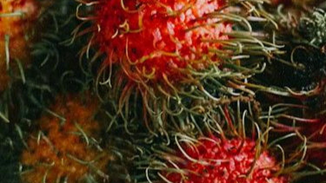 Efek Samping Makan Rambutan Terlalu Banyak, Bisa Tingkatkan Kadar Gula Darah