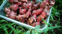 Jahe Merah. (Dok. Instagram/@kebun.mint)
