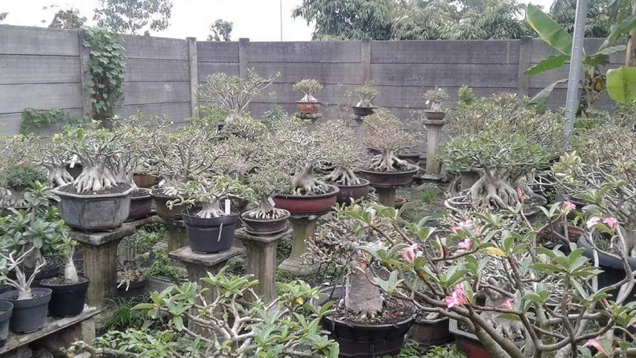 Adenium