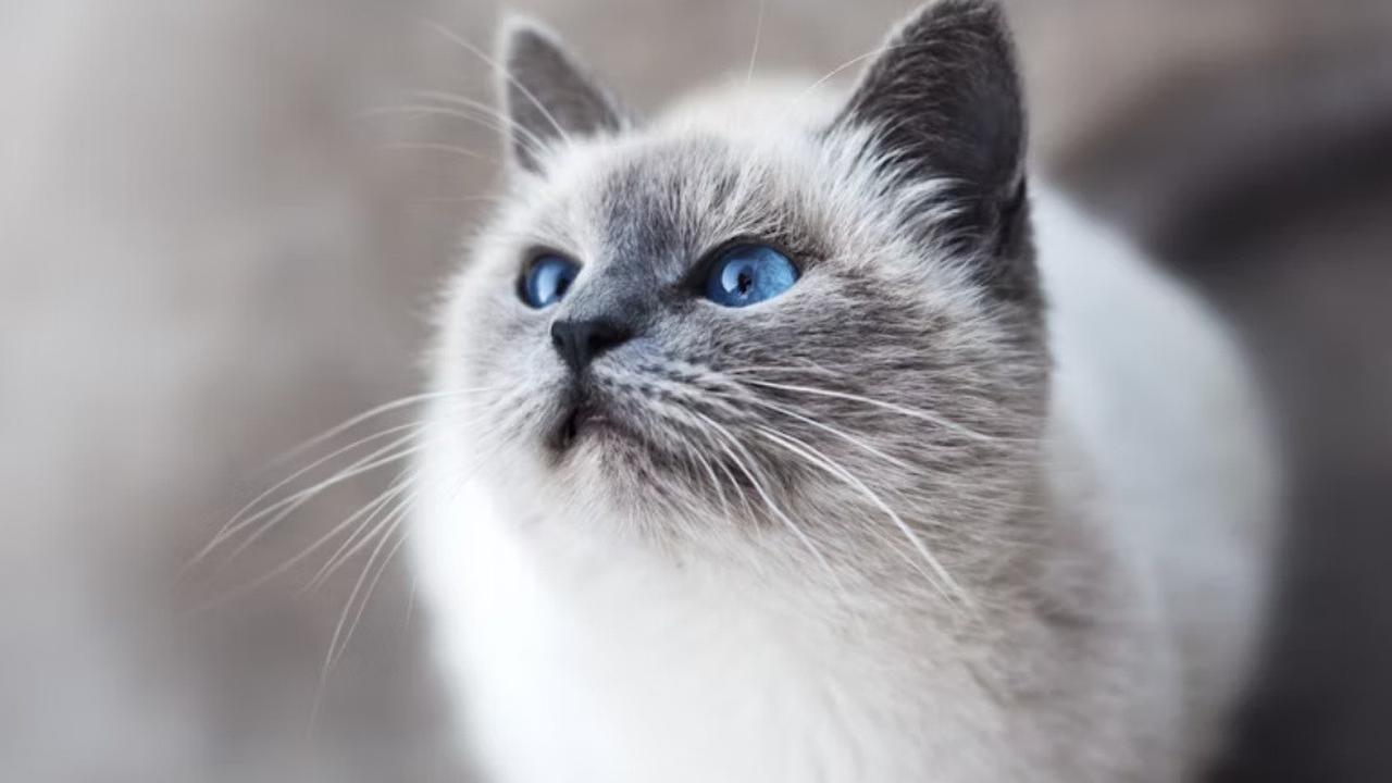 7 Cara agar Kucing Tidak Pup di Halaman Rumah, Efektif dan Aman dengan Bahan Alami