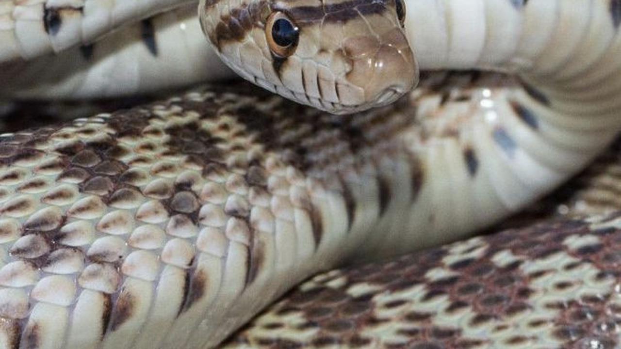 5.&nbsp;Ular