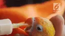 Peternak memberikan nutrisi  anakan burung love bird di tempat budidaya Perumahan Pondok Arum, Tangerang, Senin (4/2). Burung tersebut setelah dibudidayakan dijual dari Rp250 ribu sampai Rp1,5 juta tergantung warna dan suara. (Merdeka.com/Arie Basuki)