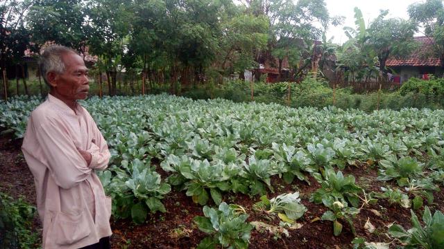 Petani mendapatkan hasil panen yang baik dalam budidaya sayur mayur selain bertanam padi, juga memiliki sumber pendapatan yang lebih banyak (TETO)
