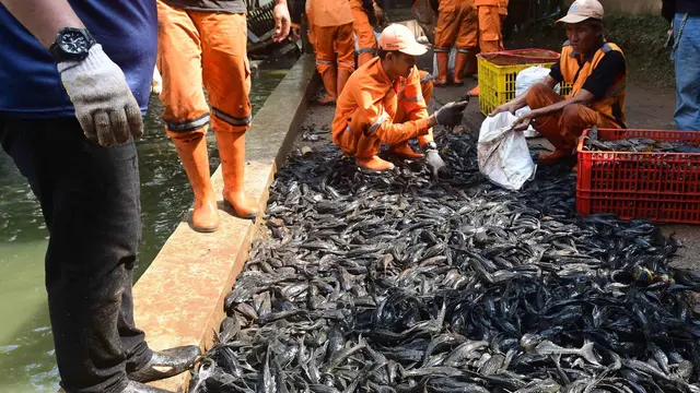 Petugas Sudin Ketahanan Pangan, Kelautan dan Pertanian Jakarta Selatan menangkap ikan sapu-sapu di kawasan Setu Babakan