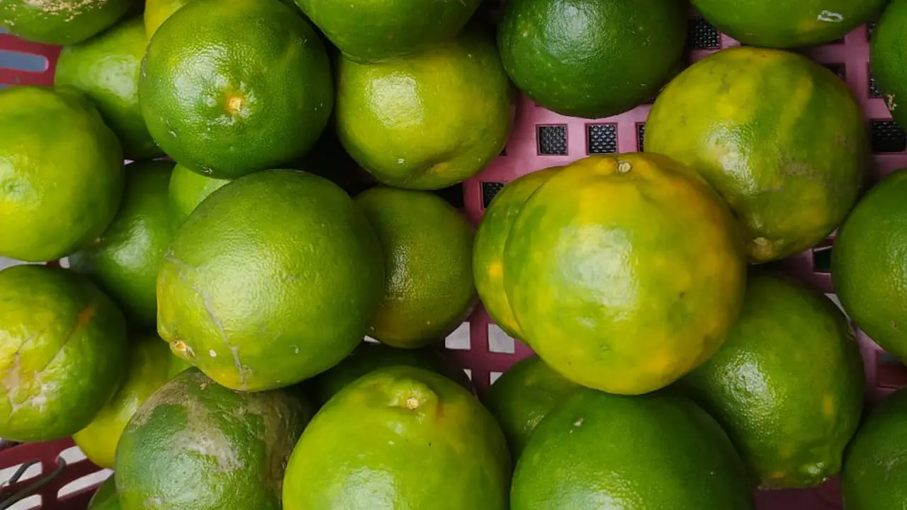 Salah satu kendala utama minimnya peminat bibit jeruk Garut, akibat lambannya masa produksi jeruk.