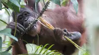 Populasi orangutan liar di Kalimantan menurun sampai lebih dari 80 persen hanya dalam 75 tahun. (Liputan6.com/Raden AMP)