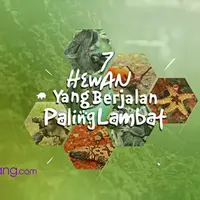 Video berikut ini berisi tujuh hewan di dunia yang berjalan sangat lambat, apa saja hewan-hewan tersebut? Bintang.com rangkumkan untuk kamu.