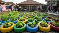 7 Ide Bertanam Sayur Tanpa Menggunakan Polybag, Ide Hemat untuk Pemula