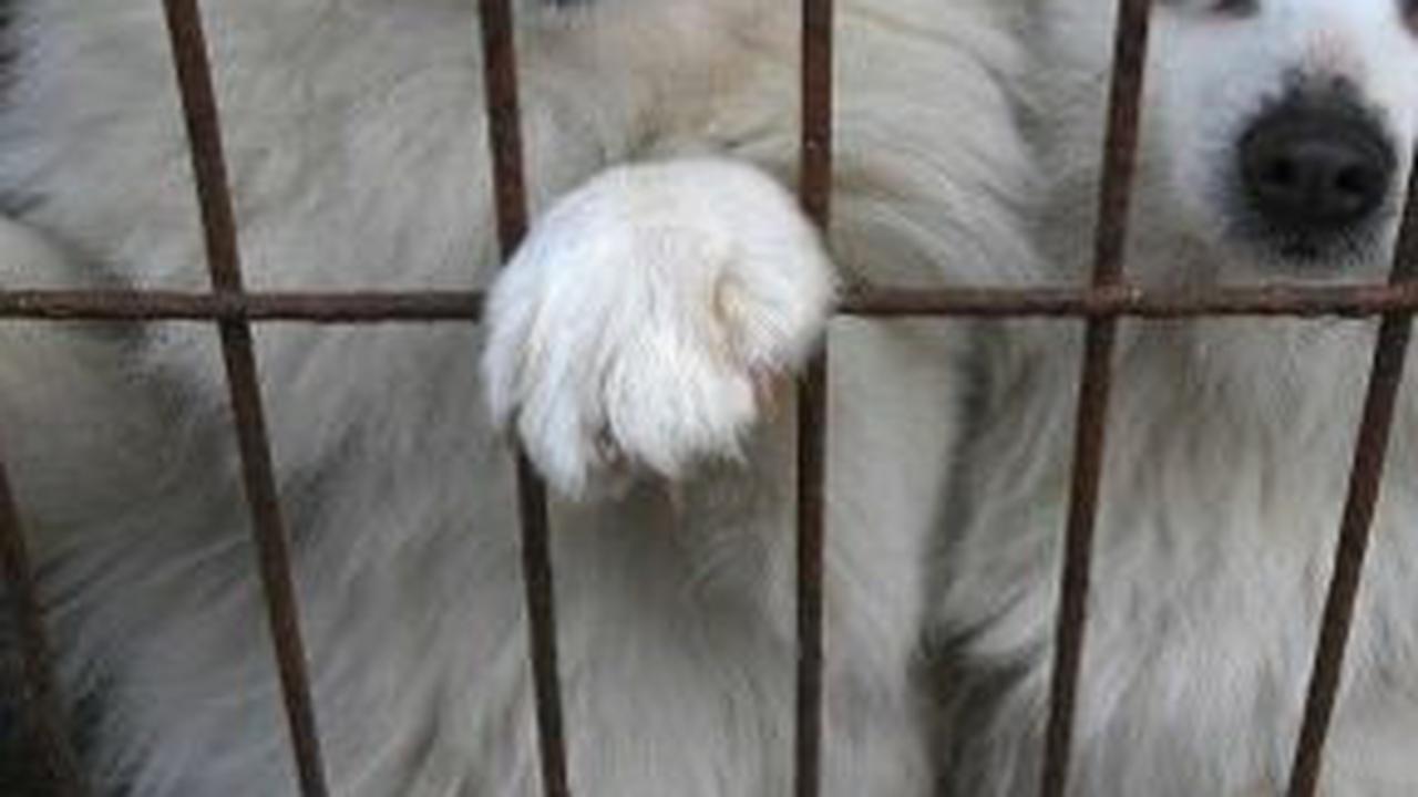 <b>2. Pastikan Kandang Hangat</b>