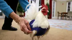 Seekor ayam jantan asal Malaysia, Prince Peep, mengenakan sweater di Fuller Village, rumah pensiun di Milton, Massachusetts, 8 Maret 2017. Sekelompok pensiunan membuatkan sweater rajutan untuk ayam agar mereka tidak kedinginan. (AP Photo/Steven Senne)