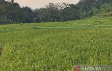 Bulog Cirebon Optimalkan Serapan Gabah Petani, Capai 159 Ribu Ton Hingga April 2026