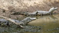 Kawanan buaya berada di sungai yang hampir mengering akibat kemarau berkepanjangan, di Paraguay, 24 Juni 2016. Perbatasan antara Paraguay dan Argentina tengah menghadapi kekeringan terburuk selama hampir dua dekade. (REUTERS/Jorge Adorno)