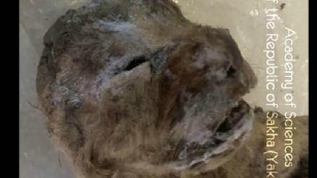 Anak Singa prasejarah