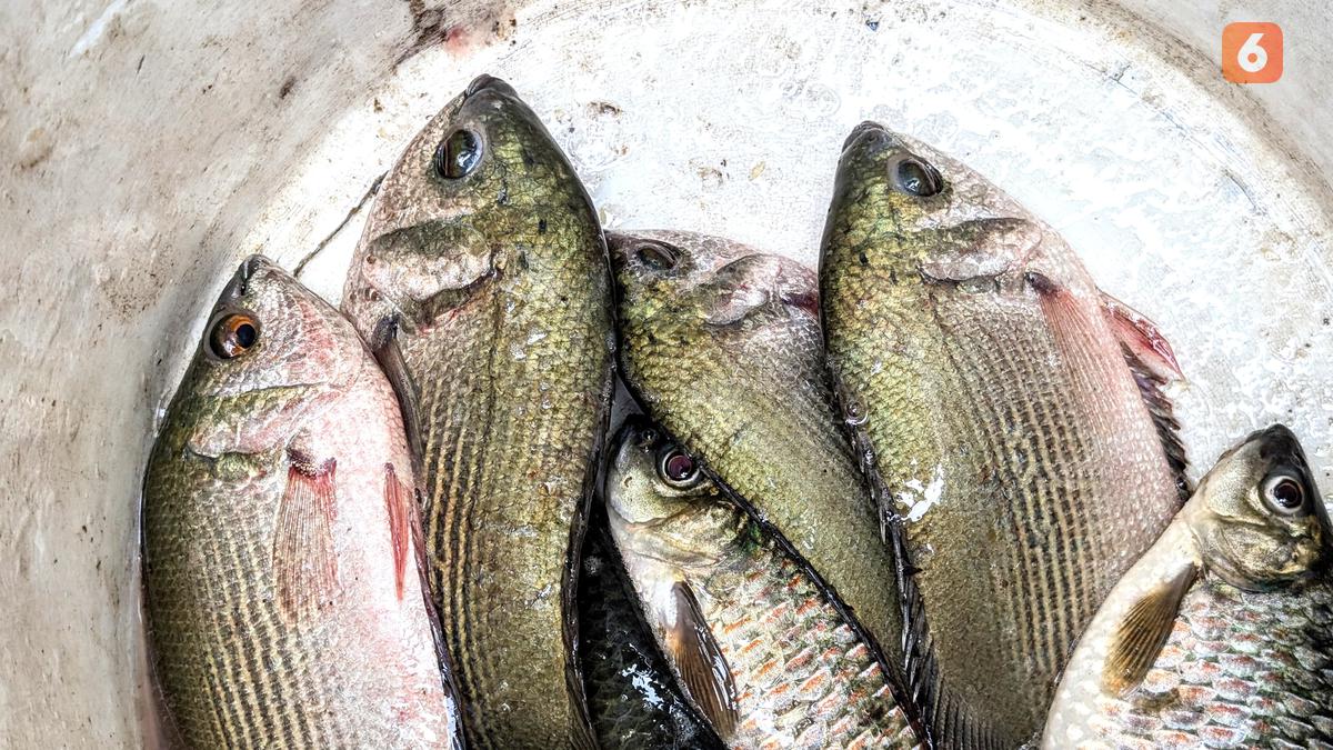 Bergizi Tinggi, Pangan Biru alias Blue Food Dinilai Bisa Jadi Solusi Stunting