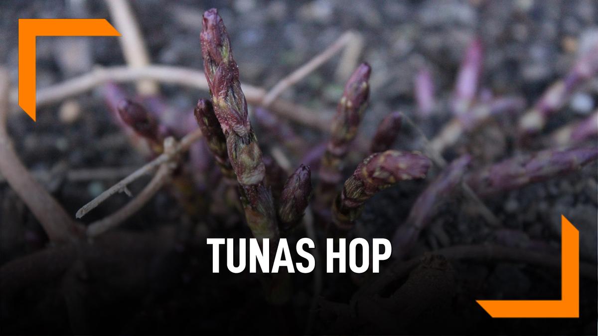 VIDEO Ini Wujud Tunas Hop, Sayuran Dengan Harga Selangit Hot