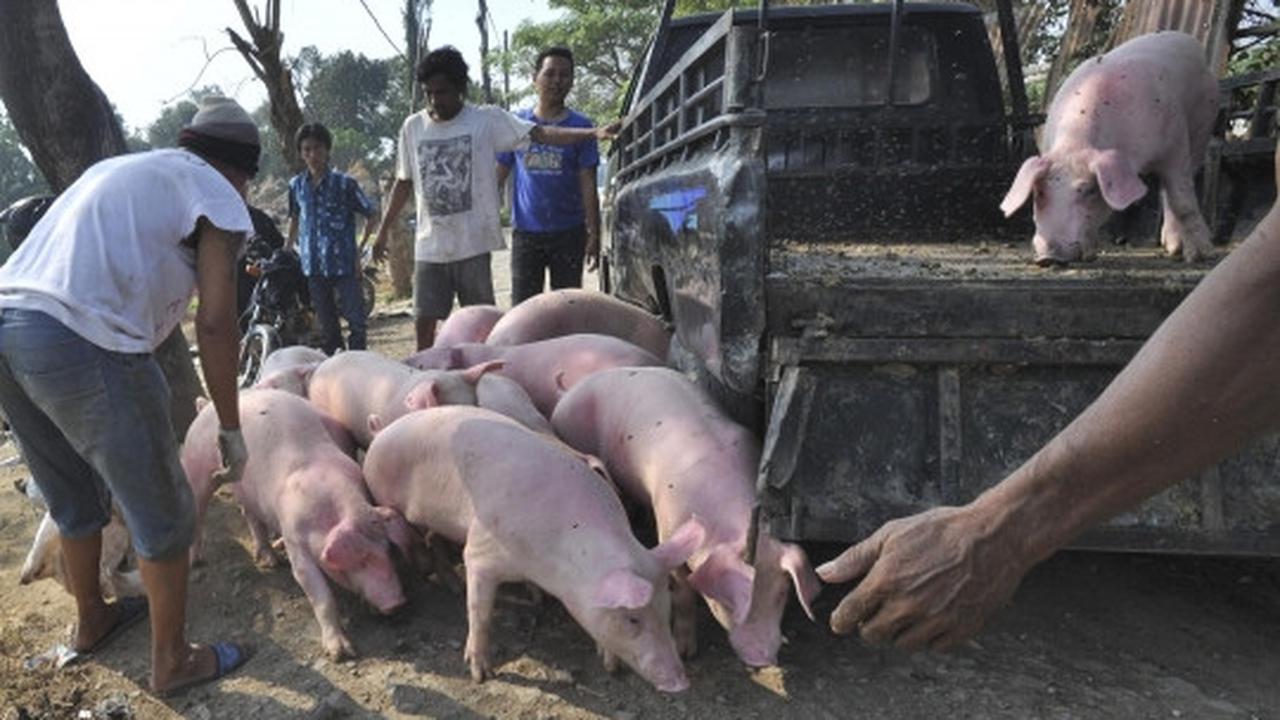 Pemindahan ratusan babi dari bantaran Sungai Cisadane