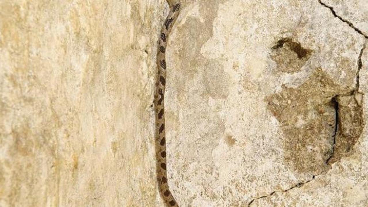 7 Tanda Ular Kobra atau Weling Sering Muncul di Perumahan, Waspadai Ciri-Cirinya Sebelum Terlambat