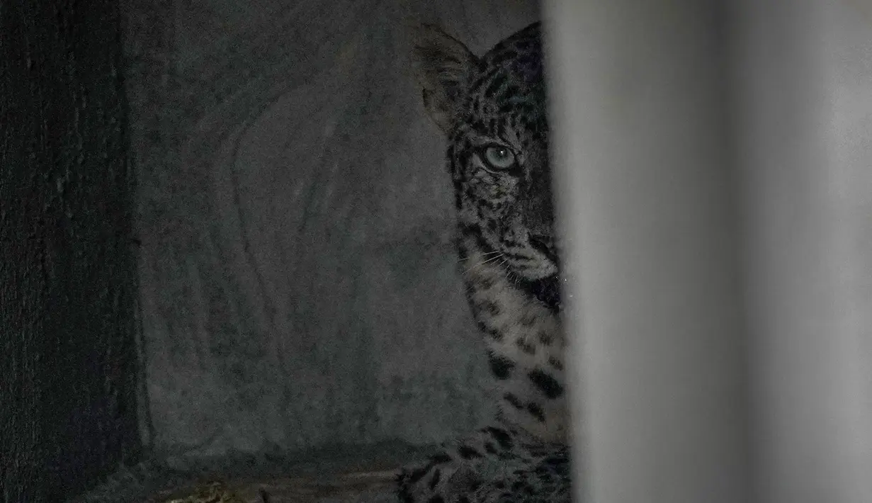 Sesuai laporan, pada pagi hari, seorang anak laki-laki diserang macan tutul. (AP Photo/Anupam Nath)