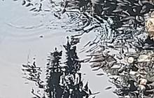 Air Sungai Cileungsi Menghitam dan Berbau Busuk, Ratusan Ikan Mati