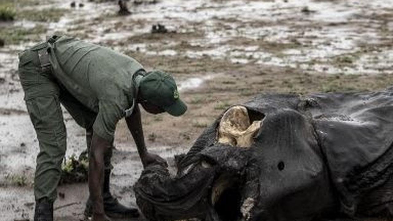 Pemandangan bangkai-bangkai gajah yang membusuk itu tampak memilukan.