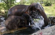 Mengenang Tari, Gajah Cilik Berkalung Bunga yang Wafat: Kematian Gajah Tari Soroti Tantangan Konservasi