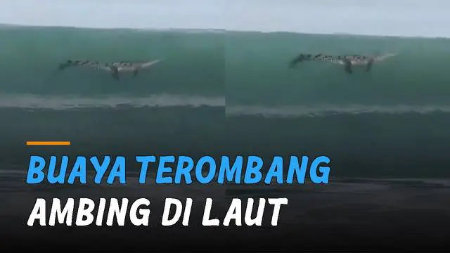 Beredar sebuah video benda seperti batang kayu terombang-ambing ternyata akhirnya seekor buaya.