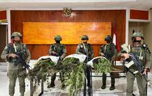 Penggerebekan di Pegunungan Bintang, Ladang Ganja Berisi 226 Batang Ditemukan