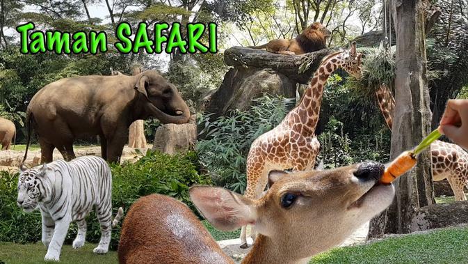 Taman Safari Indonesia © Youtube Dunia Dinda