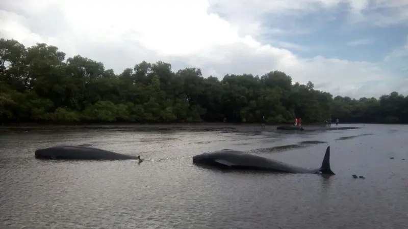 Aneh, 7 Paus Mati Terperangkap di Hutan Mangrove