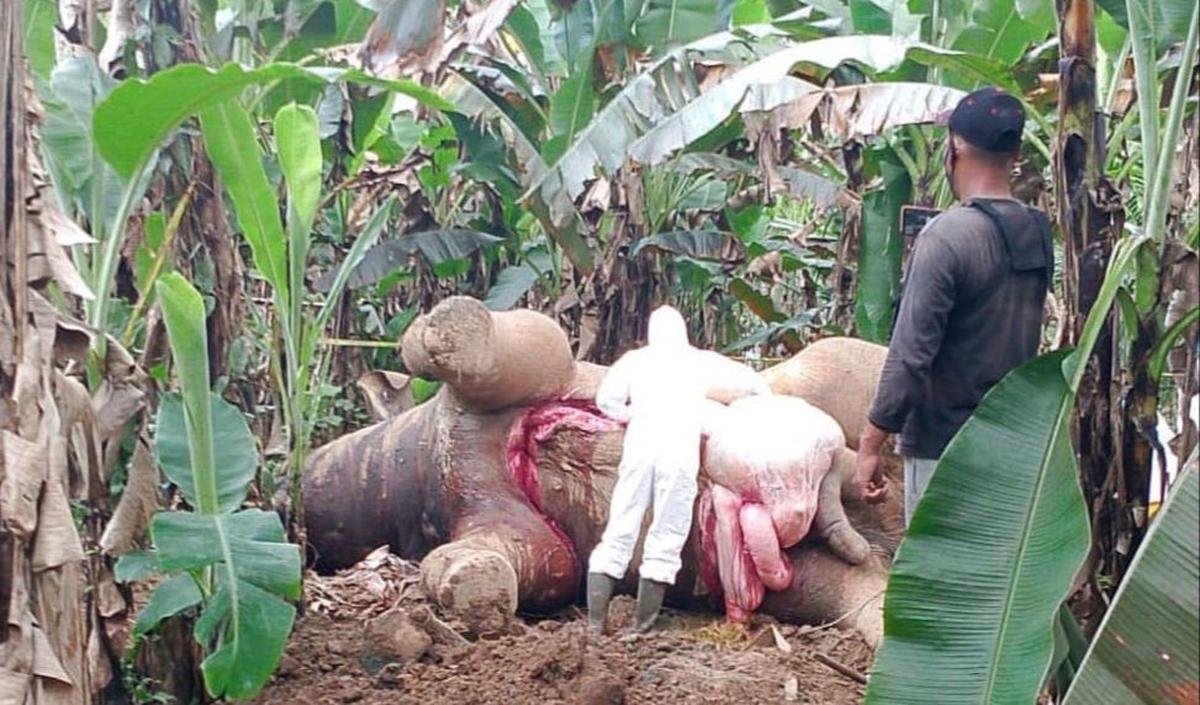 Sepasang gading gajah masih tampak utuh dengan panjang berkisar 77 sentimeter.<br>