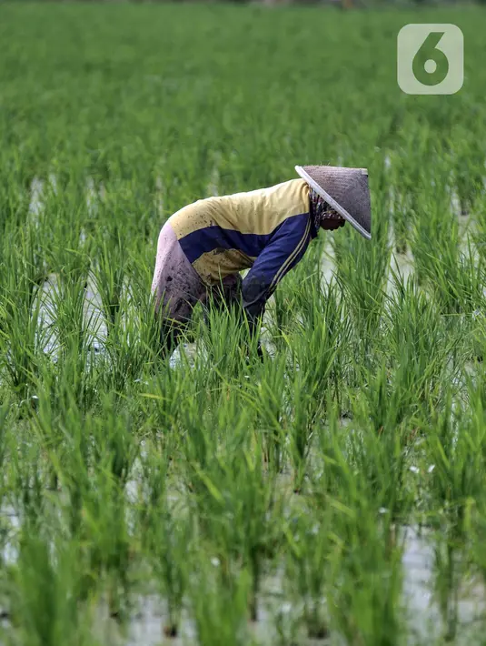 <p>Secara nasional, harga beras premium per 2 Mei 2023 sebesar Rp 13.610 per kg, naik dari posisi akhir April yang sebesar Rp 13.590 per kg. (merdeka.com/Iqbal S. Nugroho)</p>