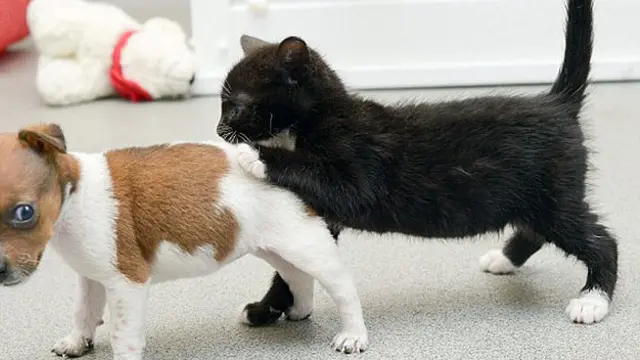 (c) Dailymail.co.uk