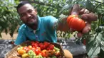 Petani binaan PT East West Seed Indonesia (Ewindo) memanen tomat saat Expo Nasional Cap Panah Merah di Jawa Barat, Jumat (5/5). Sebanyak 700 petani hadir dalam acara expo tersebut. (Liputan6.com/Istimewa)