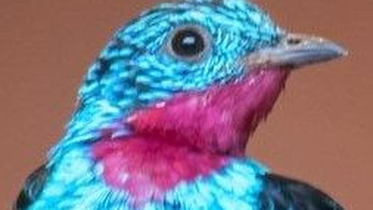 10. Burung Cotinga yang Berkilau