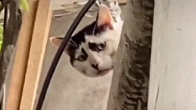 Punya Wajah Memelas, Kucing Liar Ini Malah Viral di Internet