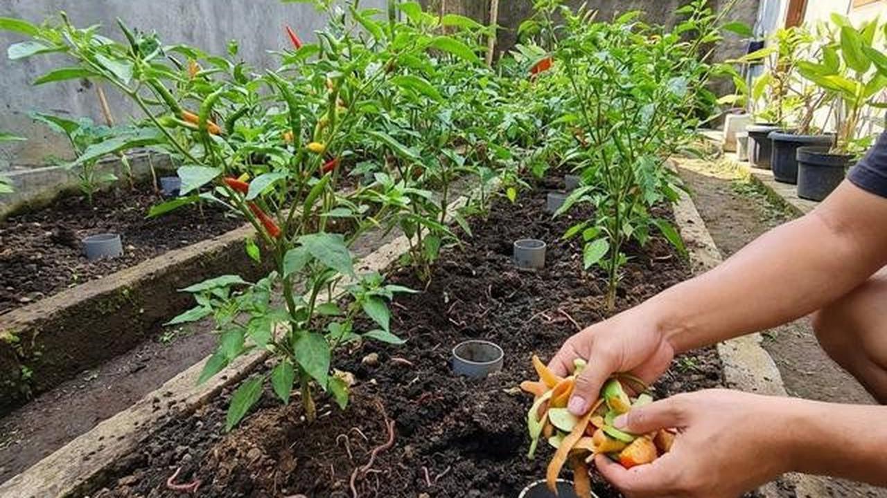 Kapan Waktu Panen Kebun Cabai Rawit Rumahan? Berikut Tipsnya Agar Berbuah Lebat