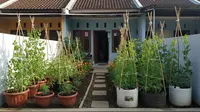 Cara Menanam Pucuk Kacang Polong di Rumah, Sehat dan Cocok untuk Pemula
