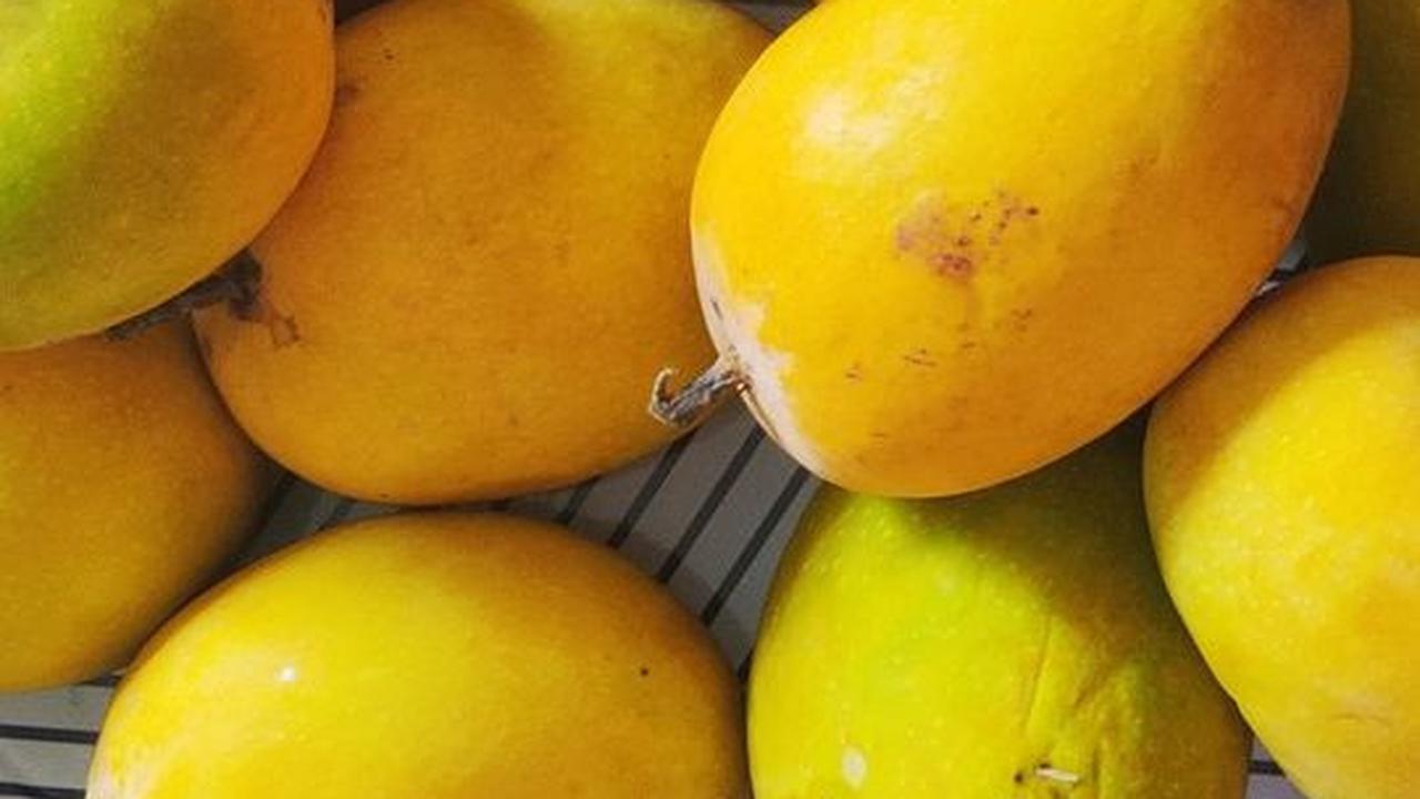 Efek Samping Makan Mangga Terlalu Banyak, Bisa Picu Alergi hingga Gangguan Lambung