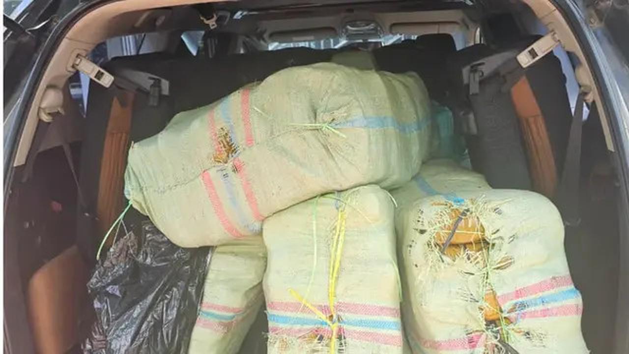 BNNP Sumut Gagalkan Penyelundupan 200 Kg Ganja dari Gayo Menuju Medan
