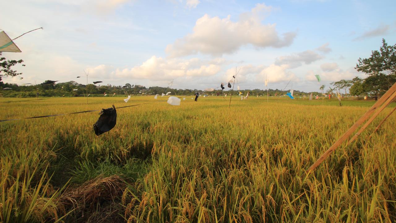 sawah samarinda
