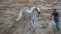 Seekor kuda Arab berwarna putih diarak untuk menunjukkan kelincahnnya dalam kontes Kecantikan Kuda Arab di desa Abusir, sekitar 20 km barat daya ibu kota Mesir, Kairo, 5 Oktober 2019. Kontes tersebut memperebutkan gelar kuda arab terindah. (Photo by Khaled DESOUKI / AFP)