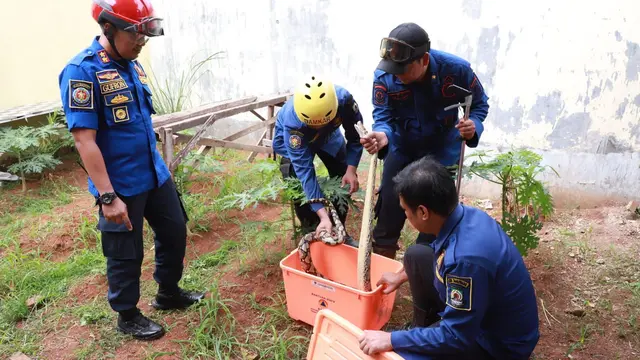 Cuaca hujan yang terjadi di Kota Tangerang akhir-akhir ini, menyebabkan kelembaban meningkat, masyarakat diminta waspada terhadap banyaknya ular liar bermunculan (Liputan6.com/Pramita Tristiawati)