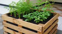 8 Ide Kebun Sayur Kecil di Teras yang Praktis, Cantik, dan Mudah Ditata