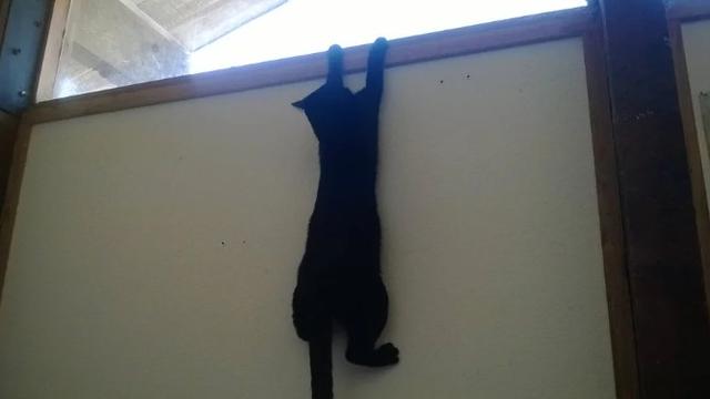 10 Potret Aksi Kucing Memanjat di Dinding Ini Malah Atraksi