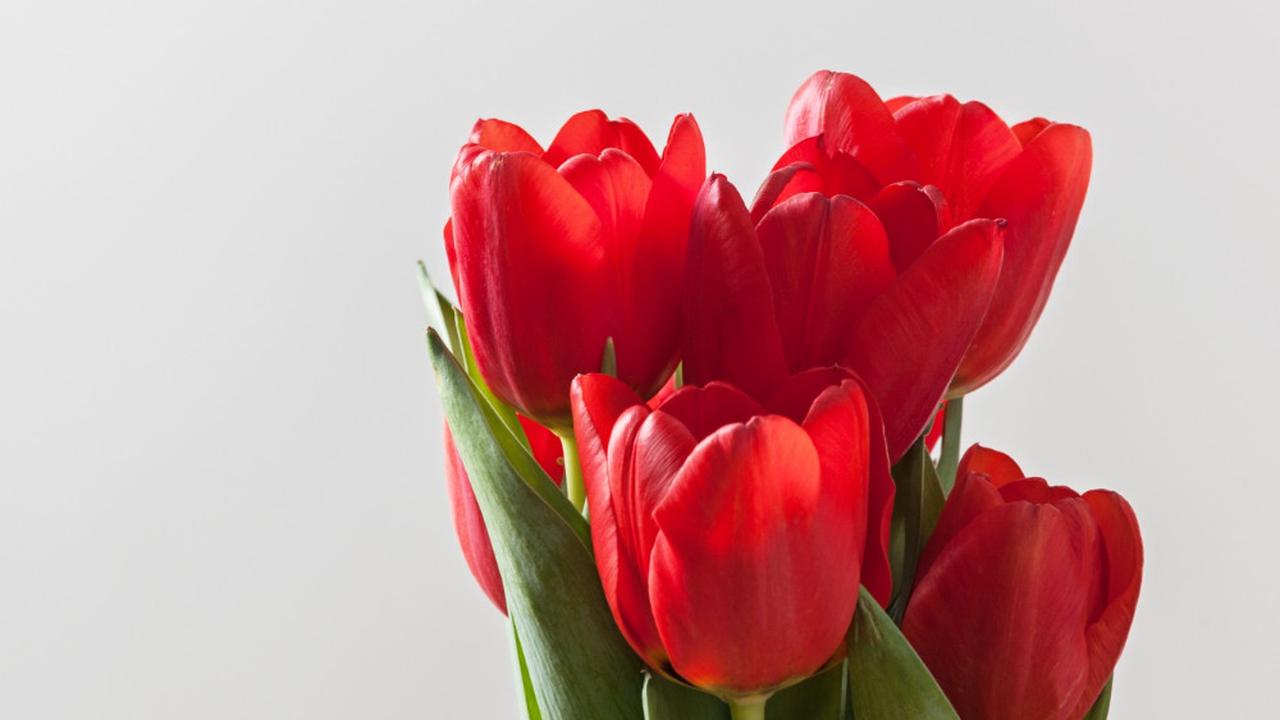 Red Tulips