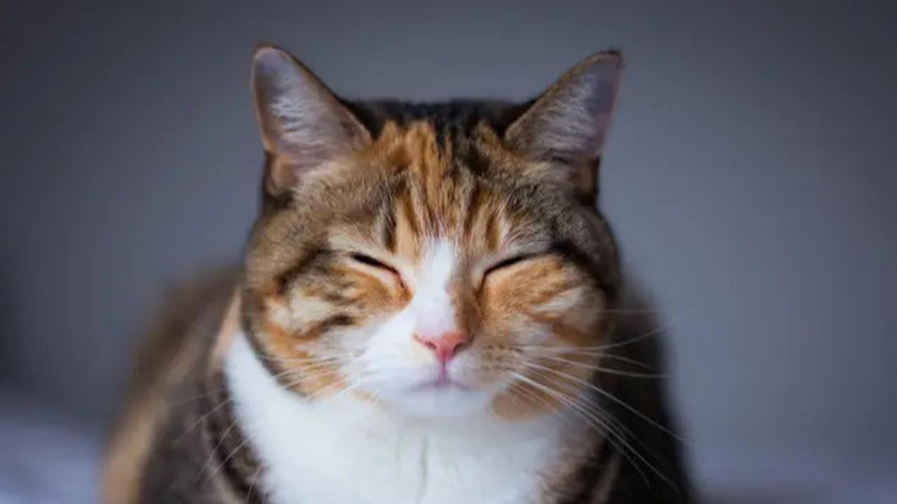 Ternyata Kucing Bermanfaat Bagi Kesehatan, Ini Alasannya