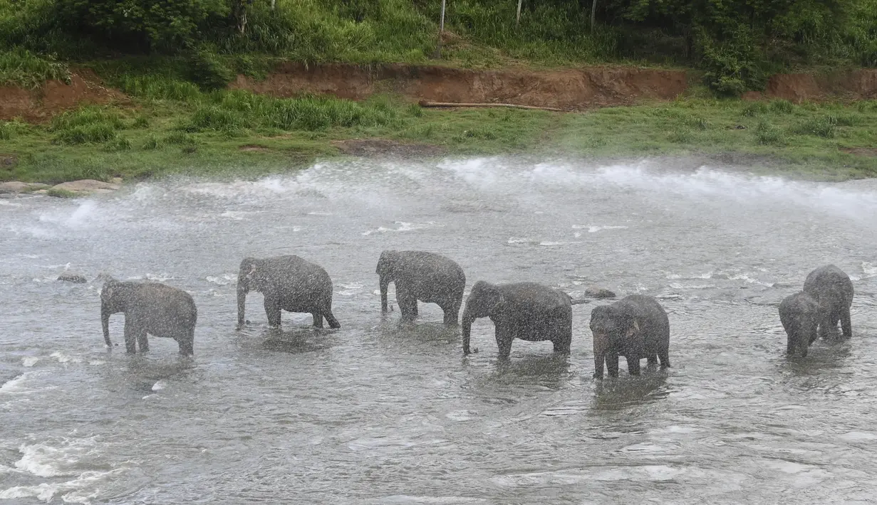 Seorang mahout menyemprotkan air ke gajah selama mandi harian di sungai di Panti Asuhan Gajah Pinnawala di Pinnawala, Kolombo (11/8/2020). Hari Gajah Sedunia dirayakan setiap tahun pada 12 Agustus untuk menyebarkan kesadaran tentang pelestarian dan perlindungan gajah. (AFP/Lakruwan Wanniarachchi)
