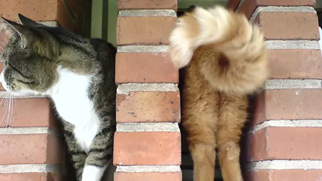 Foto kucing yang pas momennya