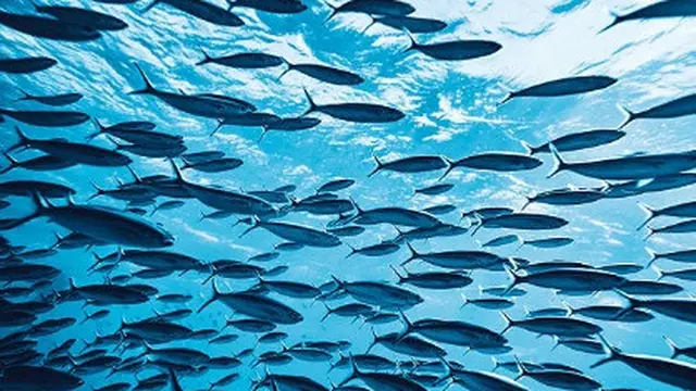 Ilustrasi ikan.